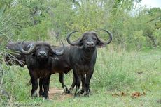 Afrikanischer Büffel (98 von 102).jpg